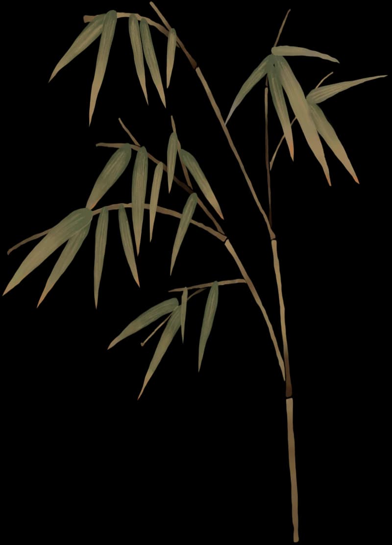 Sasa Plant
